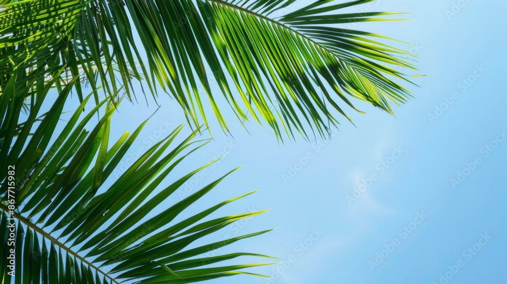 palm leaves on blue sky background --ar 16:9 --style raw Job ID: 3b65ec8f-cf05-44b8-9e0c-4658de139e9f palm leaves on blue sky background --ar 16:9 --style raw Job ID: 3b65ec8f-cf05-44b8-9e0c-4658de139e9f