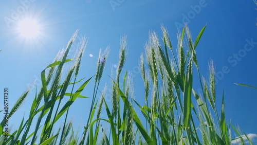 Ripening wheat field at summer day. Beautiful blue sky. Low anlgle view. Agricultural wheat field. Ears of wheat swaying from gentle wind.