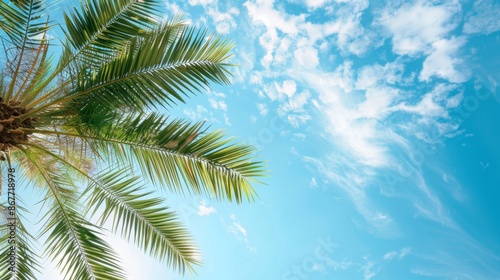 palm leaves on blue sky background --ar 16:9 --style raw Job ID: 251021ed-68bc-4812-ba7e-dfb4357c2851 © tanibond