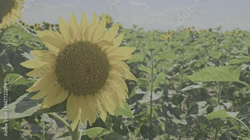 Sunflowers in the field