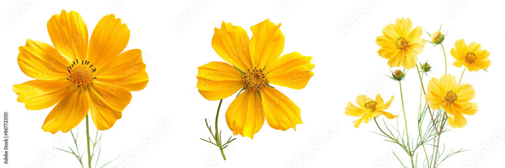 Collection of isolated yellow flowers cosmos bloom on transparent or white background Collection of isolated yellow flowers cosmos bloom on transparent or white background