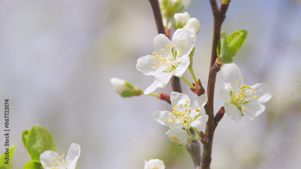 Sakura or cherry blossom flower full bloom. White flowers in the spring garden. Slow motion. Sakura or cherry blossom flower full bloom. White flowers in the spring garden. Slow motion.