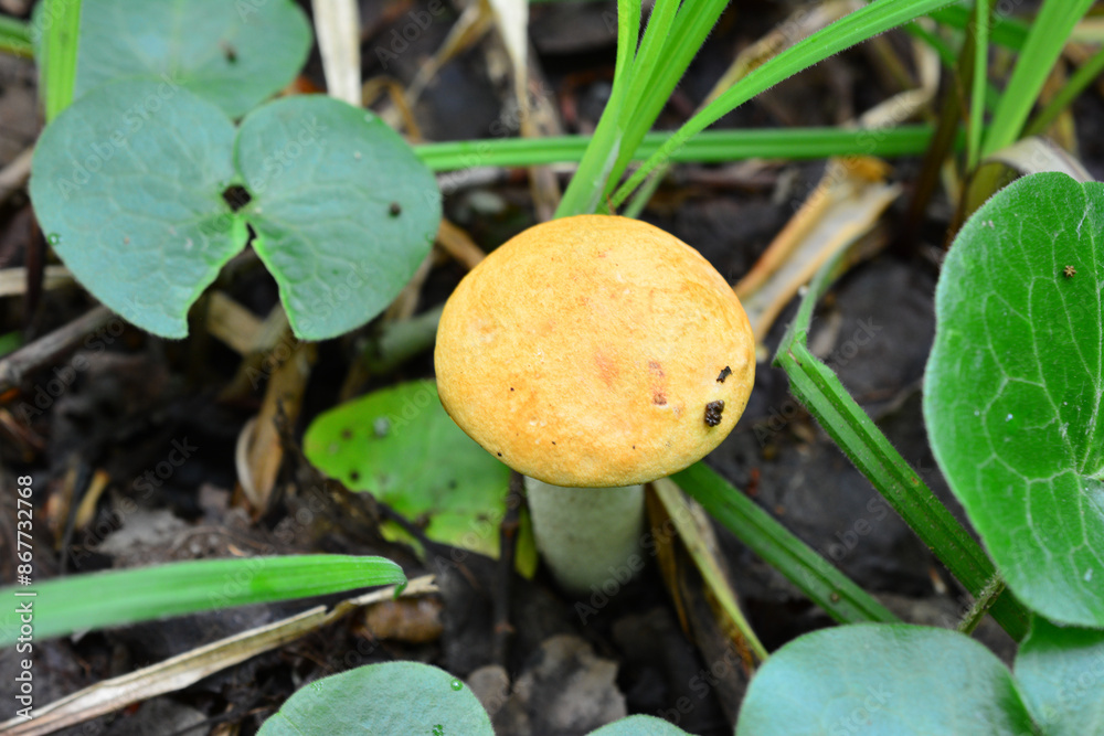 a yellow leccinum mushroom is growing in the dirt in the forest a yellow leccinum mushroom is growing in the dirt in the forest