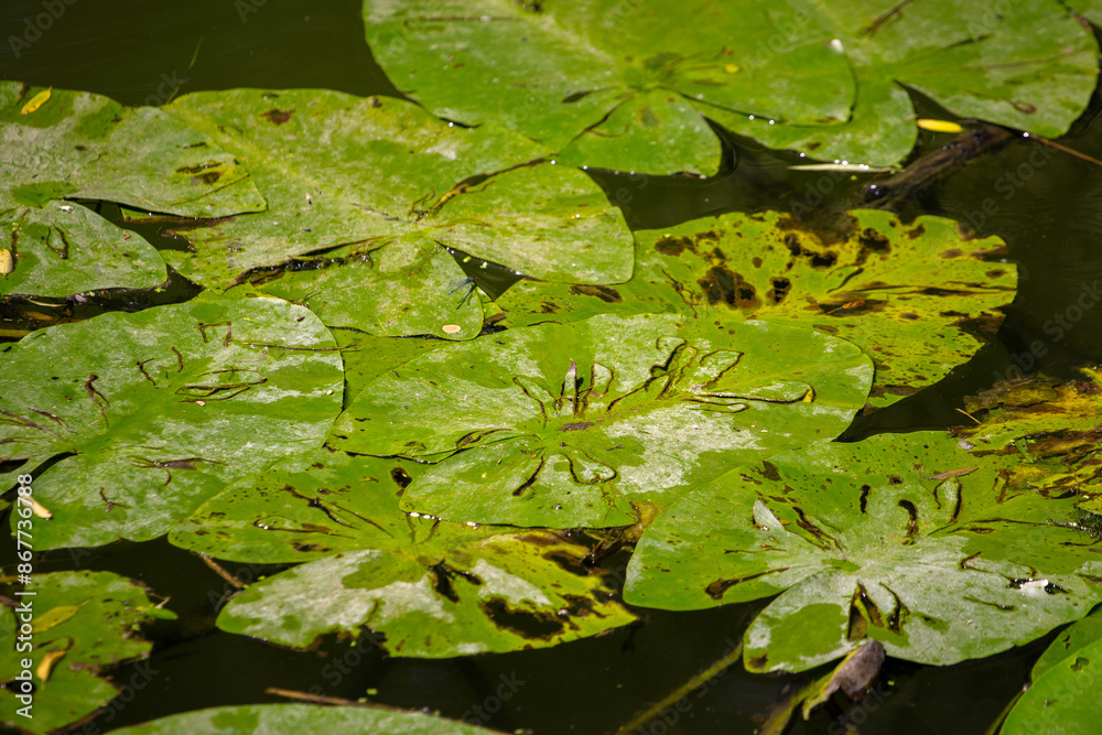 Green water lily, lotus leaves in the water Green water lily, lotus leaves in the water