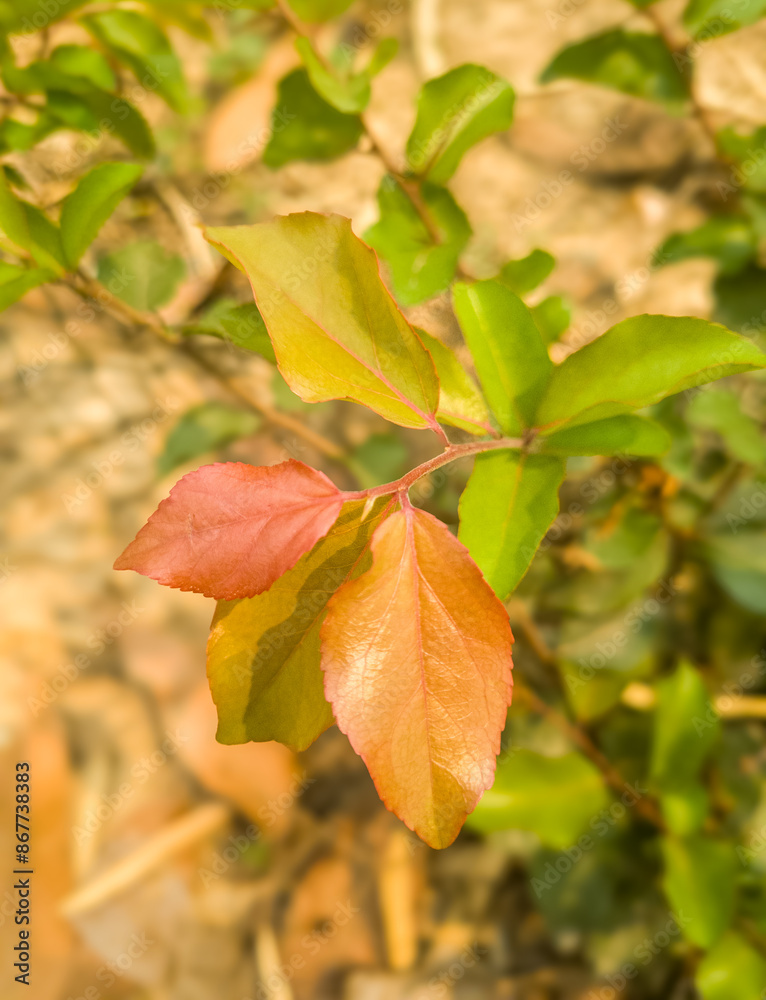Obraz premium A leaf with a red tip is on a green leaf