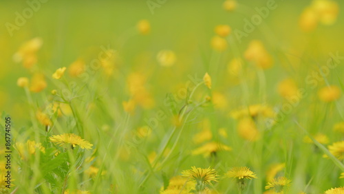 Large field of flowering buttercups moving gently in a light breeze. Yellow flowers burning buttercup in the meadow. Close up. © artifex.orlova