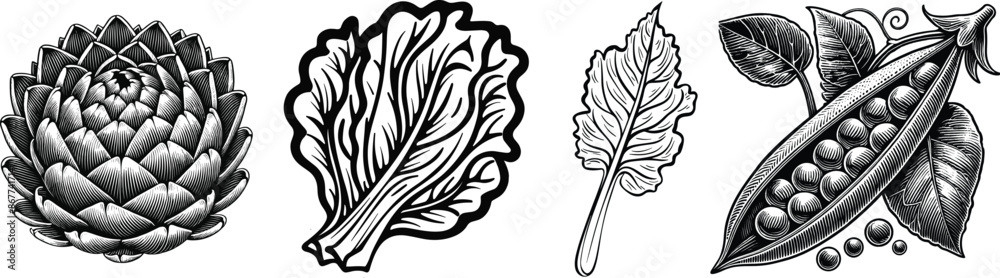 Collection of vegetable, vector illustration. Collection of vegetable, vector illustration.