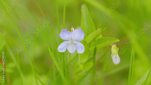 Spring violet flower buds garden also known as european viola odorata. photo