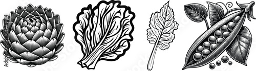 Collection of vegetable, vector illustration.