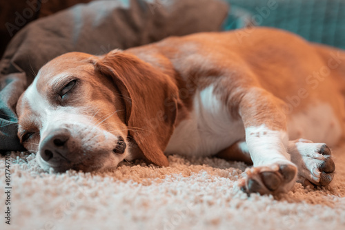 closeup image of deeply sleeping beagle dog with its eyes half open