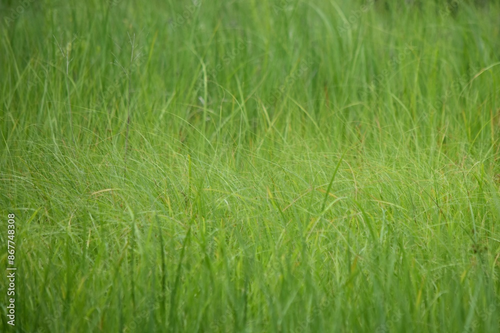 soft green grass field background scene texture landscape soft green grass field background scene texture landscape