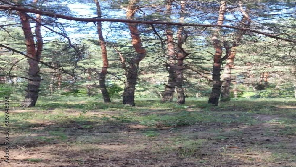 pine forest, landscape, tall pine trees, walk in the forest, vertical video, high definition video. pine forest, landscape, tall pine trees, walk in the forest, vertical video, high definition video.