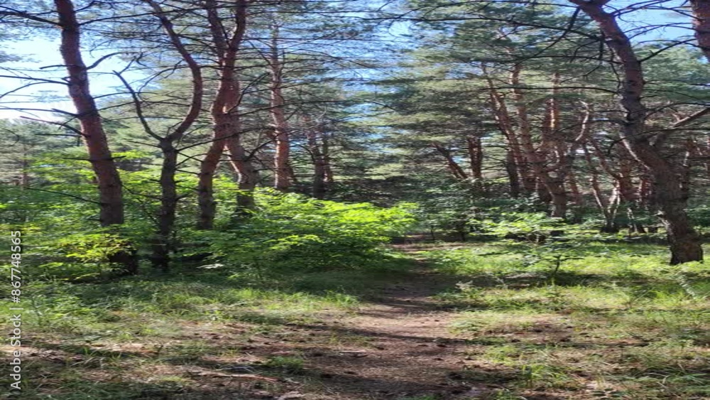 pine forest, landscape, tall pine trees, walk in the forest, vertical video, high definition video. pine forest, landscape, tall pine trees, walk in the forest, vertical video, high definition video.