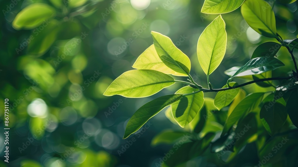 Bright green leaves of magnolia kobus tree on blurred background Selective focus Close up view Nature theme for design Bright green leaves of magnolia kobus tree on blurred background Selective focus Close up view Nature theme for design