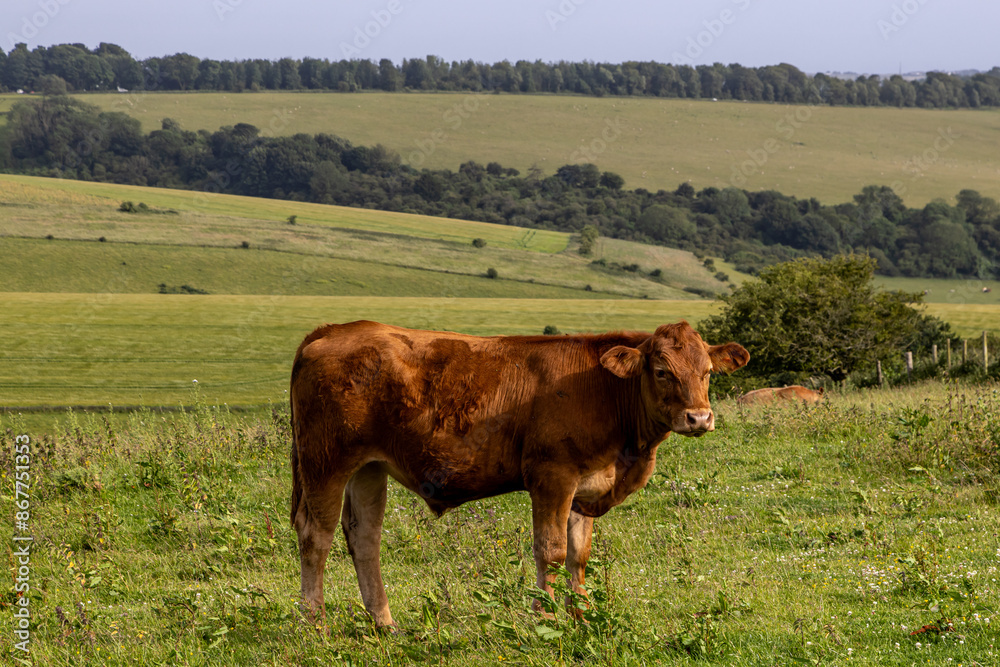 A cow on Ditchling Beacon in the South Downs A cow on Ditchling Beacon in the South Downs