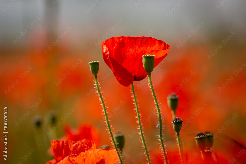 Obraz premium A close up of a vivid red poppy blooming in the summer sunshine, with a shallow depth of field