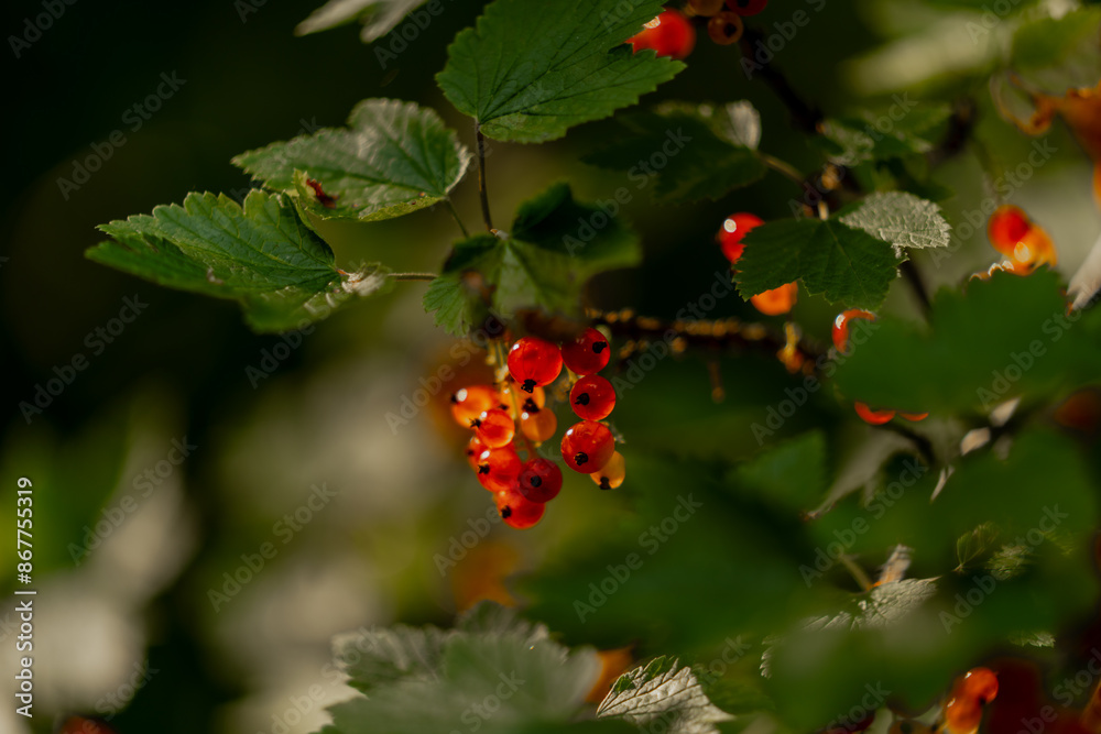 Red currant berries in evening sunlight almost ripe and ready for picking loaded with vitamin c and healthy juices