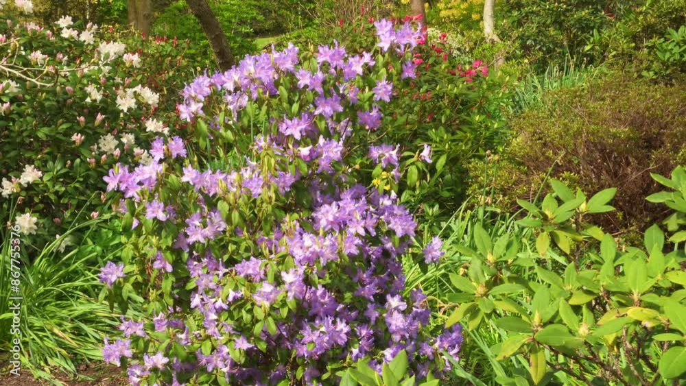 Scenic View of a Beautiful flowers London park. London, UK, 12 May 2024 Scenic View of a Beautiful flowers London park. London, UK, 12 May 2024