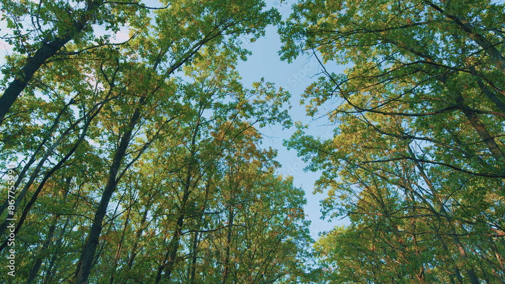 Fototapeta premium Oaks In An Autumn Grove. Autumn Trees With Yellow Leaves On Blue Sky Background In Forest Or Park.
