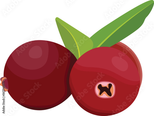 Cranberry Fruits Illustration