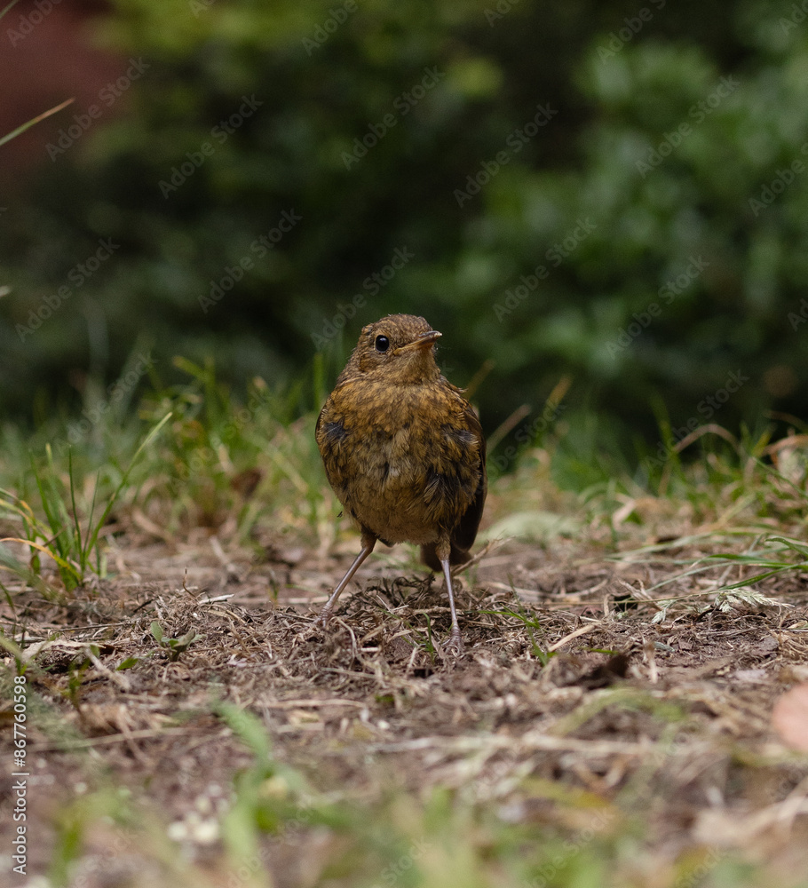 robin on the grass robin on the grass