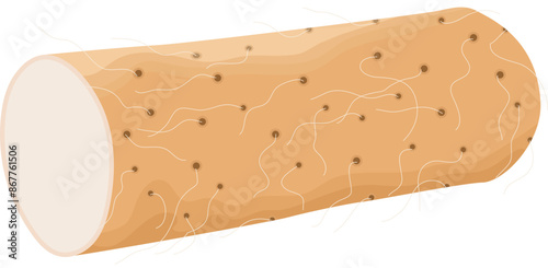 Single Chinese Yam or Nagaimo Vegetable Illustration