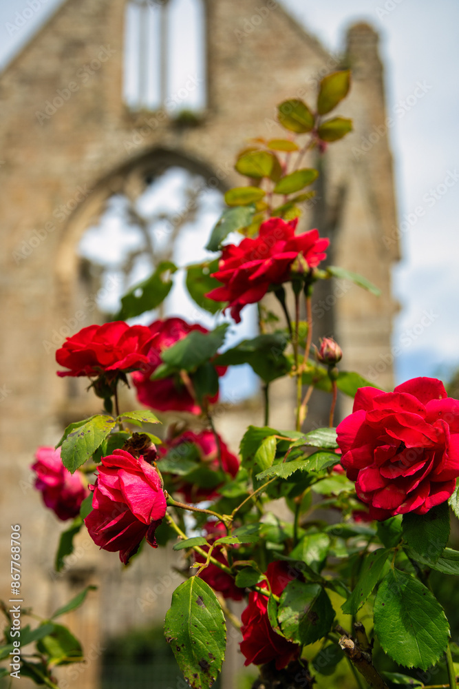red rose in the garden , Abbaye De Beauport , Paimpol , France red rose in the garden , Abbaye De Beauport , Paimpol , France