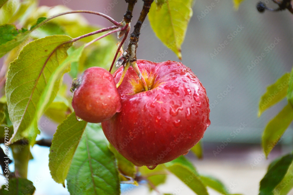 ripe, red apple on a tree branch in the garden. fruit growing. drops of water after rain flow down the skin of the fruit. proper nutrition and vitamins