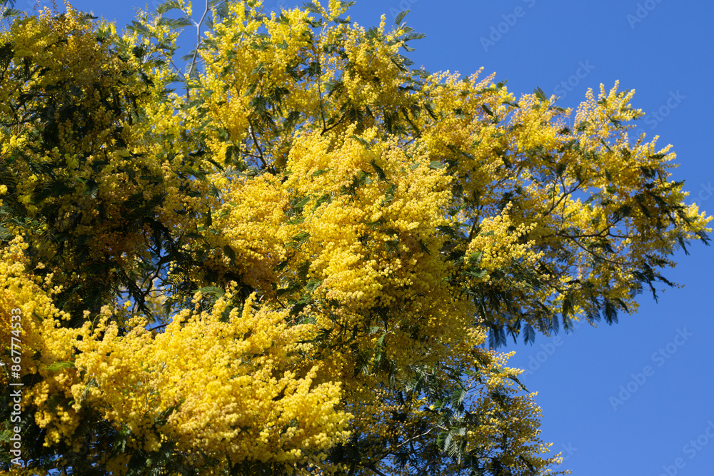 Fototapeta premium yellow splendid mimosa on tree close-up, selective focus. spring background of white acacia flowers