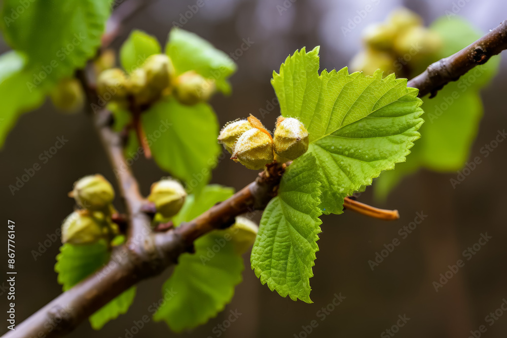 A branch with a few acorns on it. The acorns are brown and have a fuzzy texture A branch with a few acorns on it. The acorns are brown and have a fuzzy texture