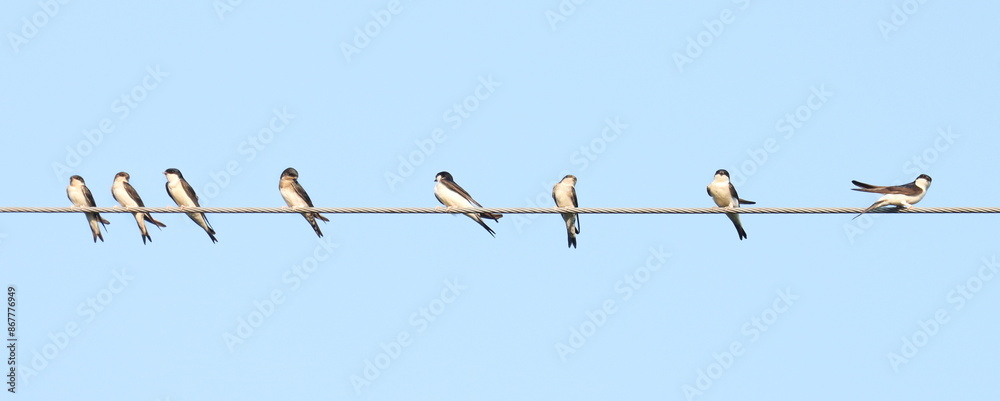 House martin on wire, Delichon urbicum, birds of Montenegro House martin on wire, Delichon urbicum, birds of Montenegro