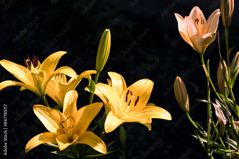 Obraz premium Yellow Lily flower in the garden.