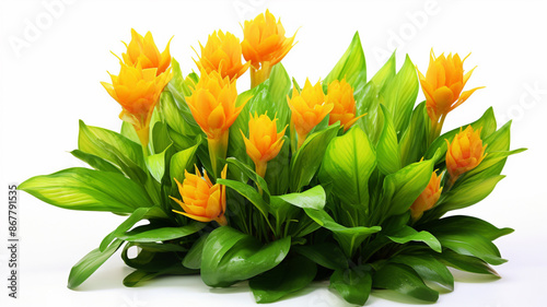 Vibrant Gladiolus Blooms, Exotic Floral Arrangement, Yellow Flower Display
