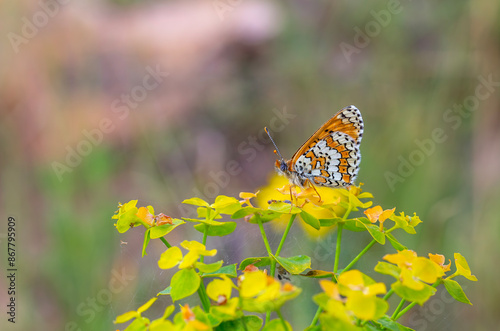 a butterfly that spread its wings on a yellow flower, Melitaea cinxia photo