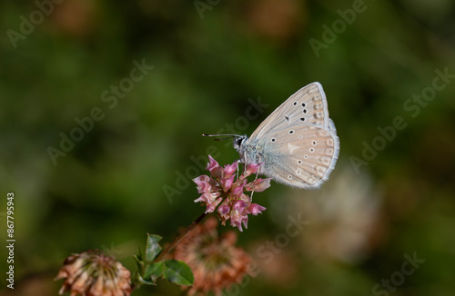 blue tiny butterfly on dry grass, Polyommatus aedon