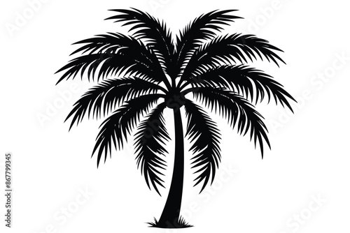 vector set of tropical palm tree silhouettes