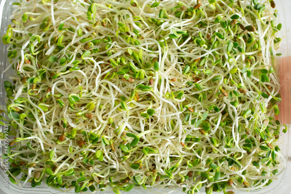 A top down view of a sprouts, as a background. A top down view of a sprouts, as a background.