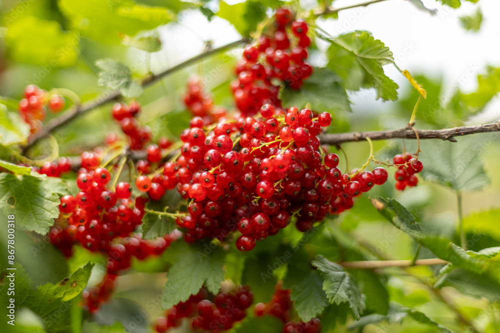 Picking red currants in the garden. Juicy red currant berries on a branch Picking red currants in the garden. Juicy red currant berries on a branch