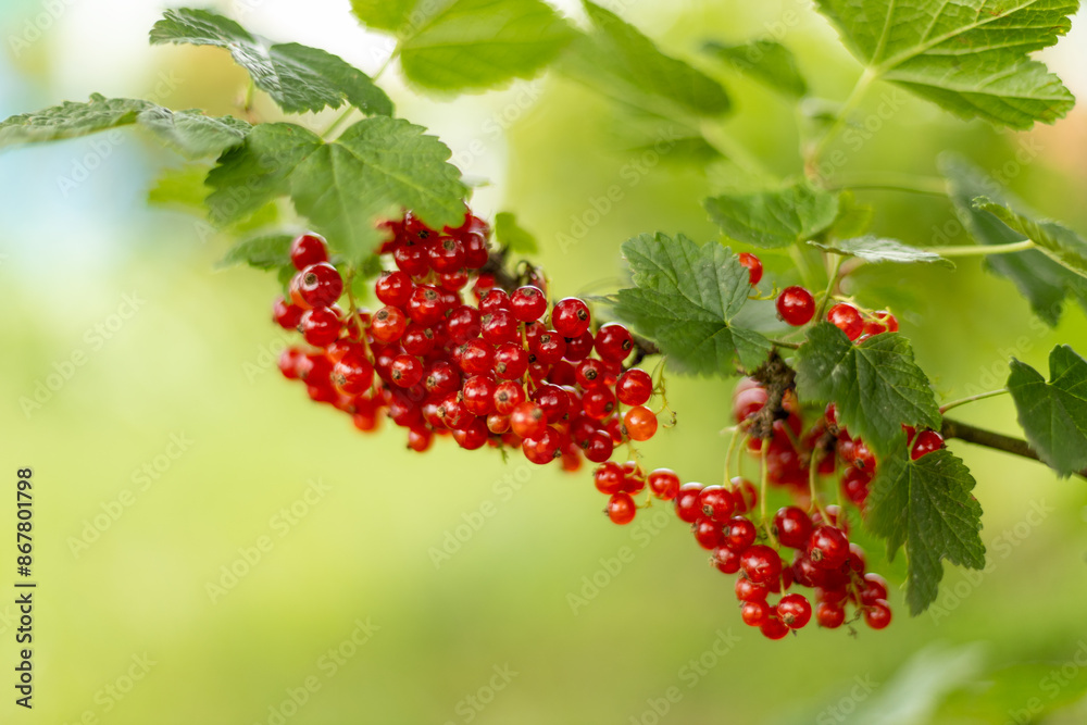 Picking red currants in the garden. Juicy red currant berries on a branch Picking red currants in the garden. Juicy red currant berries on a branch