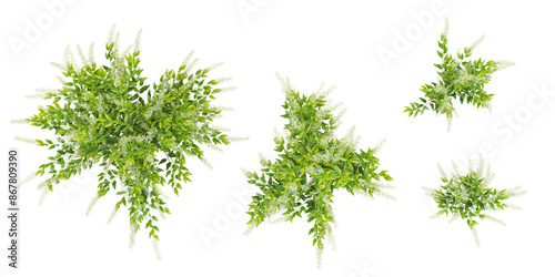 Cut out Night blooming jasmine plants nature gardening backgrounds 3d rendering from top view