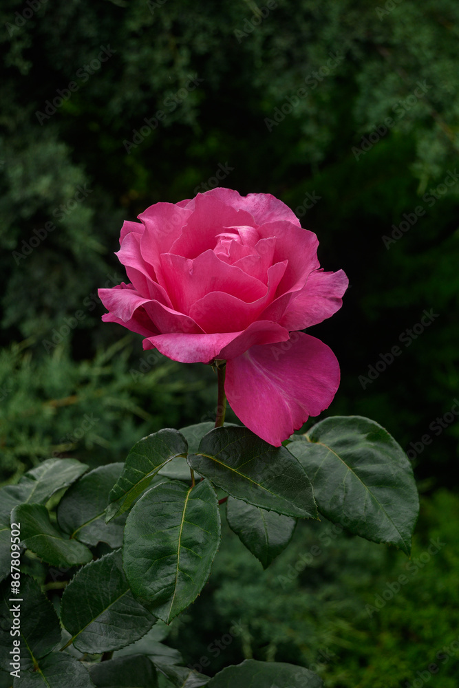 A bush of pink roses in a spring or summer ornamental garden. Decorative garden. Red flower in the springtime park. A bush of pink roses in a spring or summer ornamental garden. Decorative garden. Red flower in the springtime park.