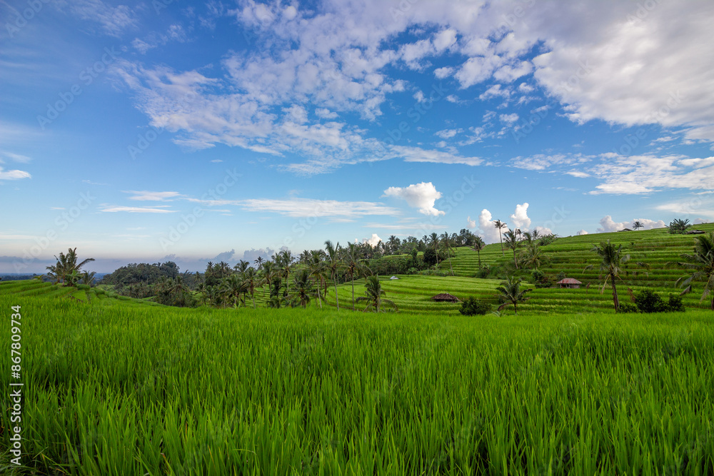 Rice terrace and field on a sunny day in Bali, Indonesia. Rice terrace and field on a sunny day in Bali, Indonesia.