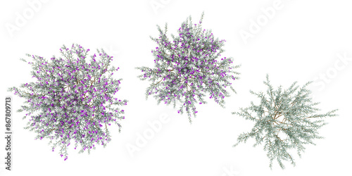 Set of Silky eremophila flowers plant isolated, 3D rendered from top view