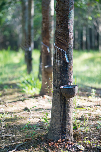 Rubber tree,Hevea brasiliensis or Para