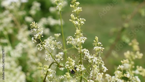 Close-up of the ladybird beetle on the white bedstraw  photo