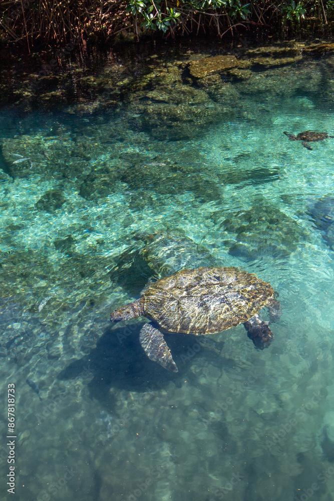 Sea turtle in a pond at Eco-Park in Quintana Roo, Mexico Sea turtle in a pond at Eco-Park in Quintana Roo, Mexico