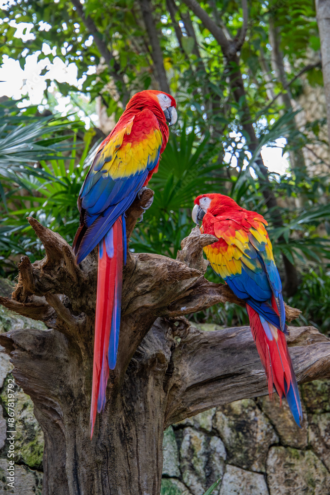 Scarlet Macaw or Flag Macaw (Ara macao) at Eco-Park in Quintana Roo, Mexico Scarlet Macaw or Flag Macaw (Ara macao) at Eco-Park in Quintana Roo, Mexico