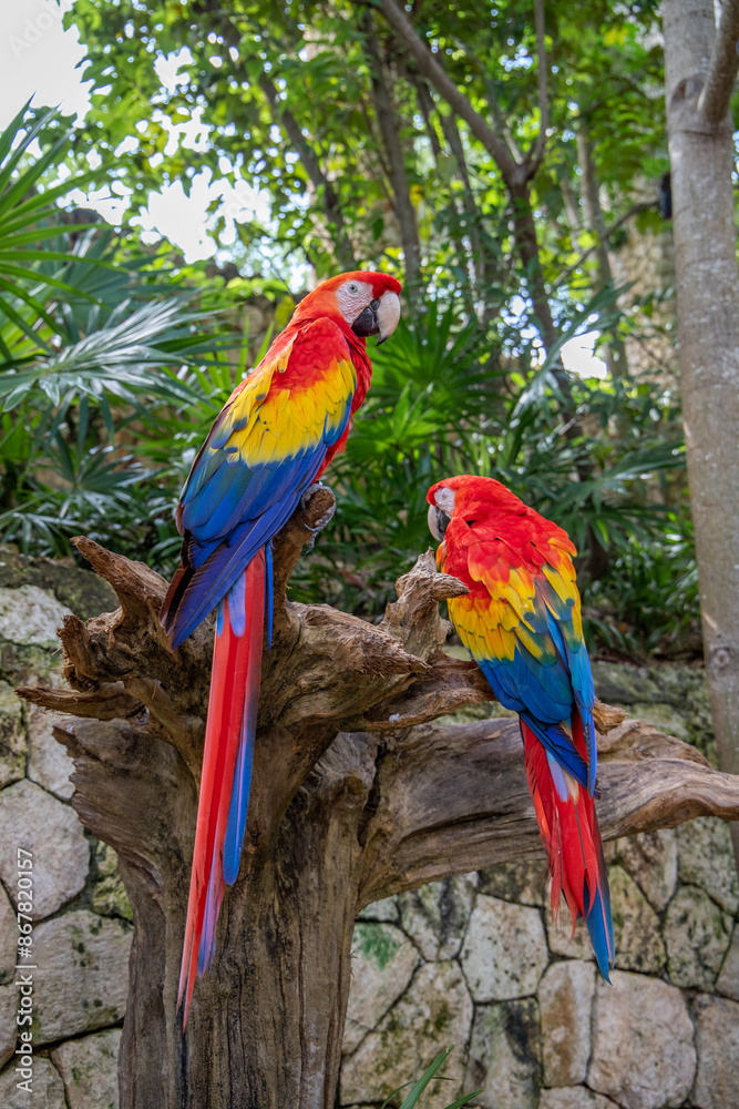 Scarlet Macaw or Flag Macaw (Ara macao) at Eco-Park in Quintana Roo, Mexico Scarlet Macaw or Flag Macaw (Ara macao) at Eco-Park in Quintana Roo, Mexico