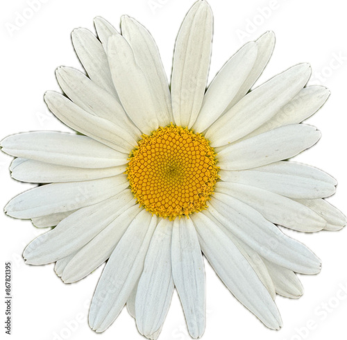 beautiful daisy flower with many petals close up