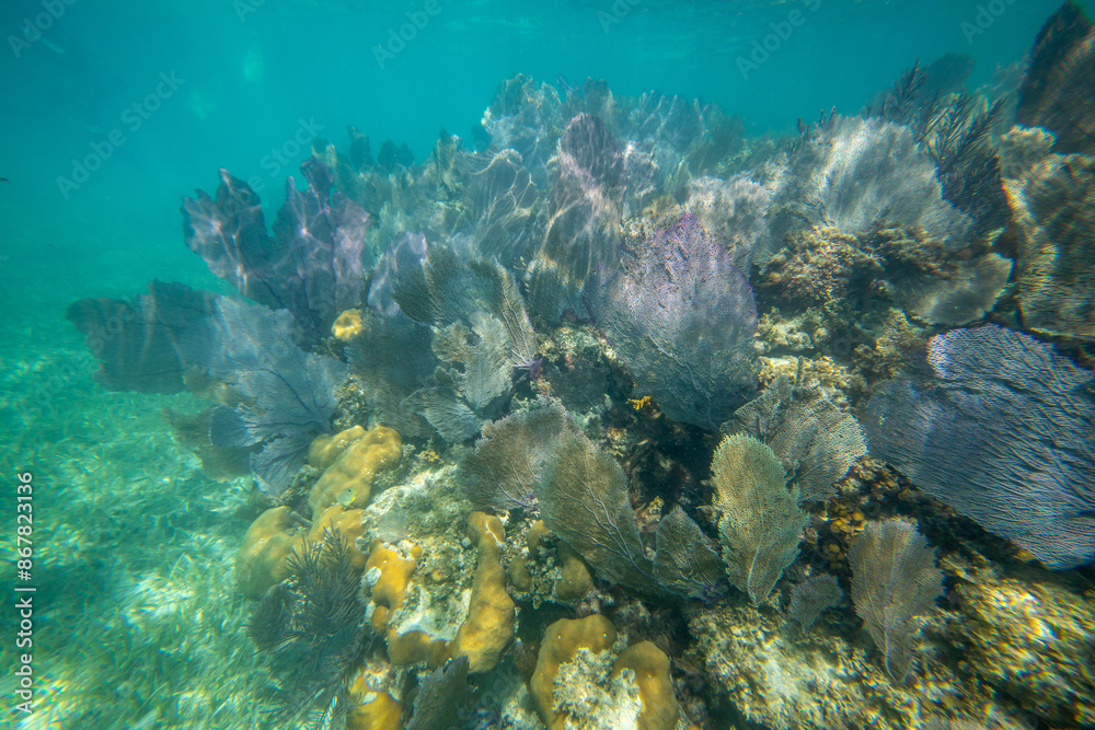 Fototapeta premium Tropical coral reef in crystal clear blue water. Hard and soft corals, underwater landscape.